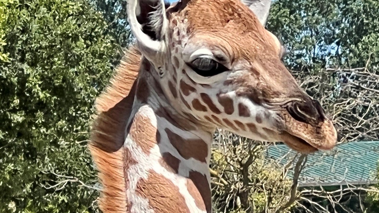 Fabi giraffina